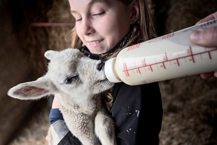 Sheep Gestation and Slumber Parties: It’s Lambing Season At Owens Farm